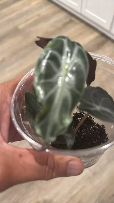 plant/Venom-1-thumbnail