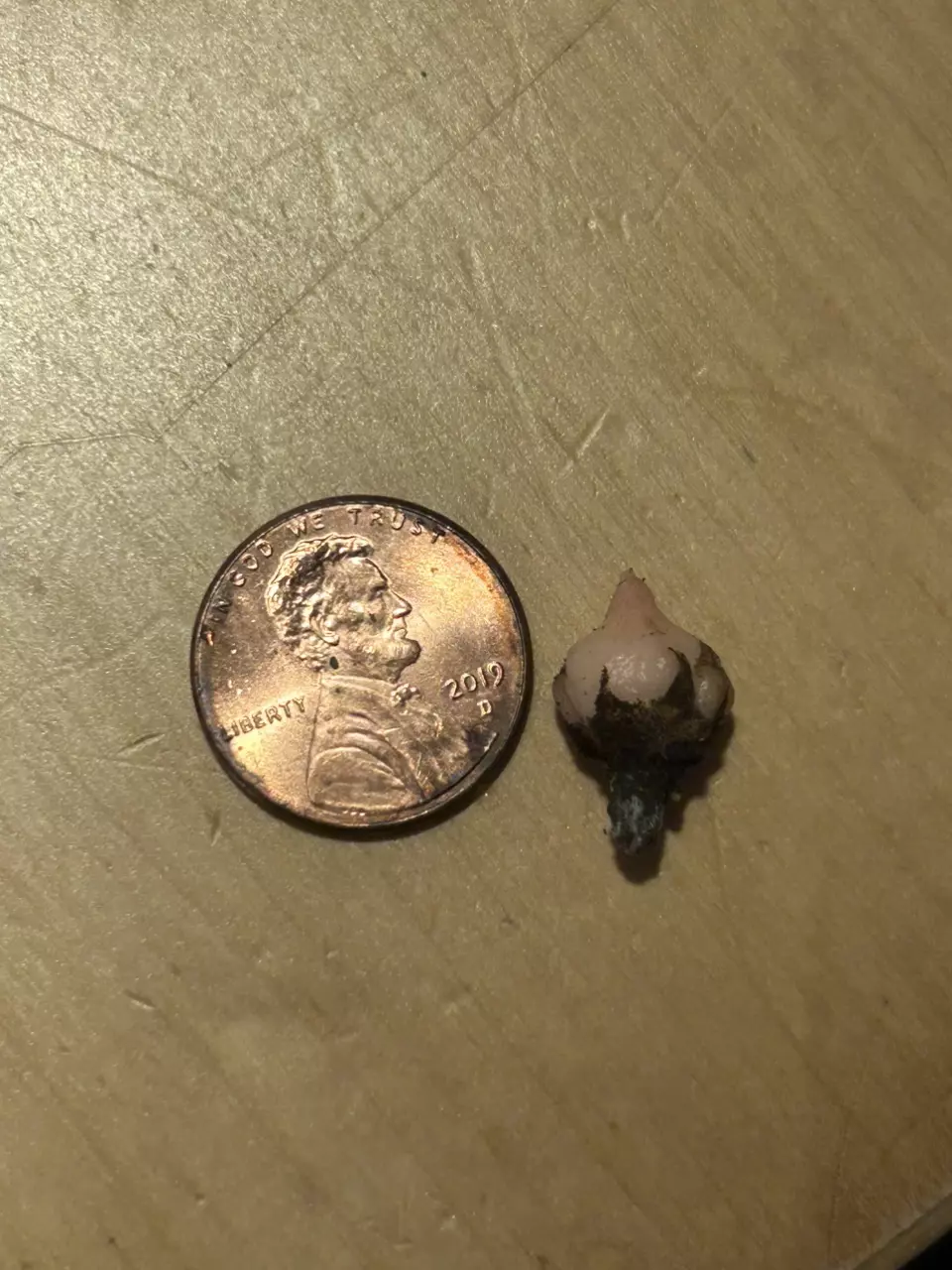 plant/Pink Golden Bone Splash CORM-1