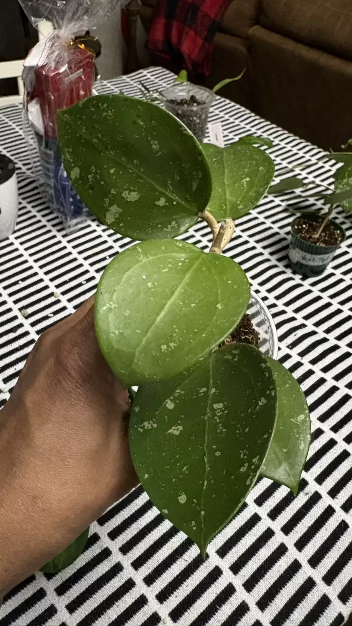 plant/Verticillada Splash-2