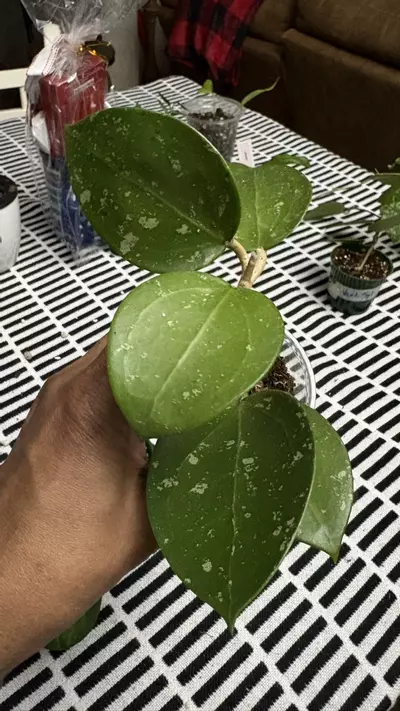 plant/Verticillada Splash-2-thumbnail