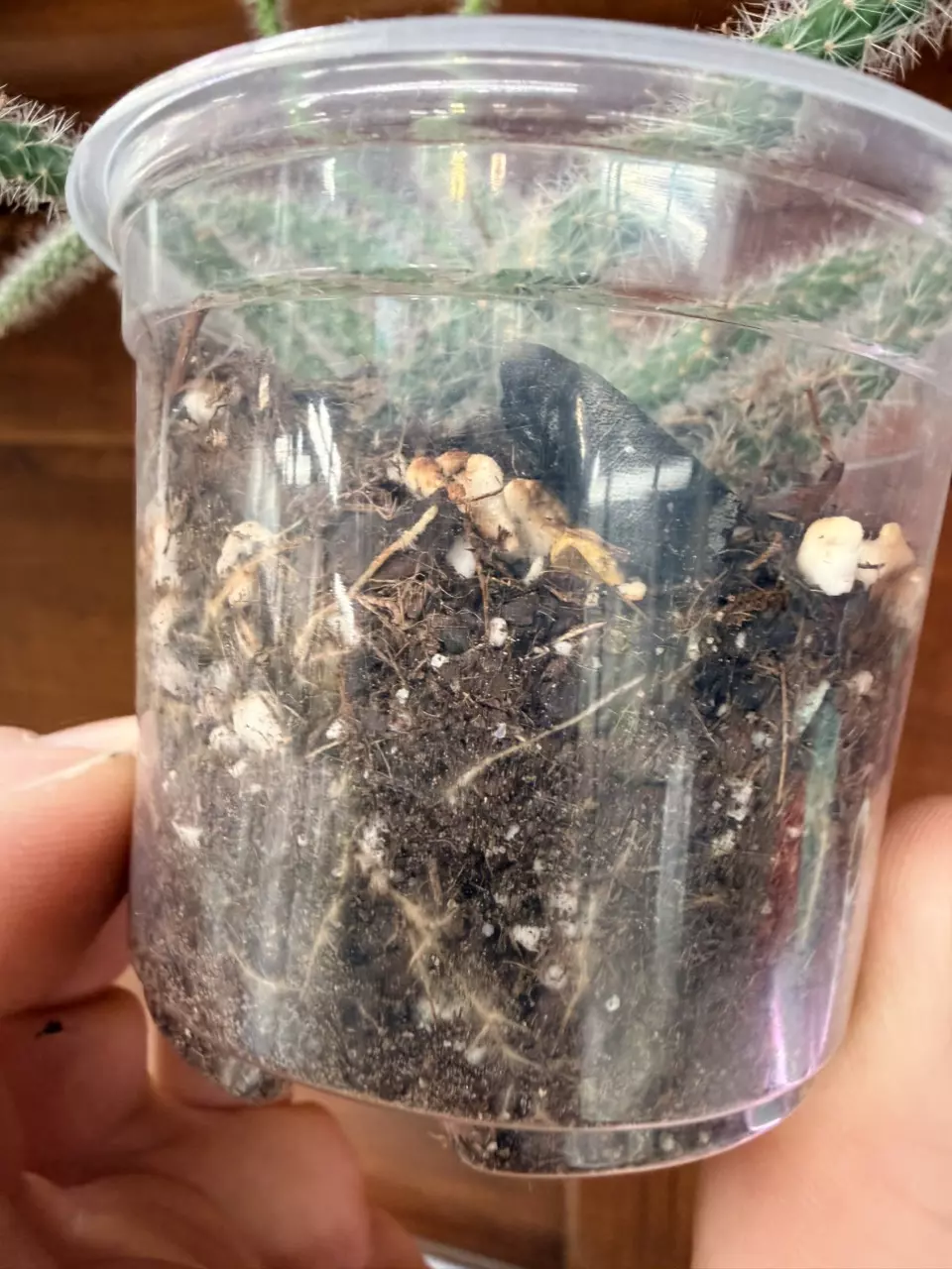 plant/Rat tail cactus-3