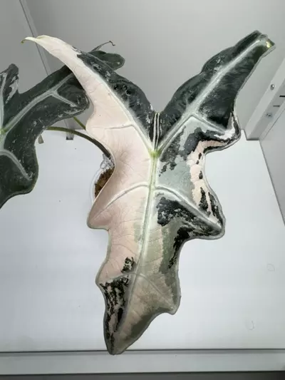 plant/Alocasia Pink Nobilis K Mother Plant-0-thumbnail