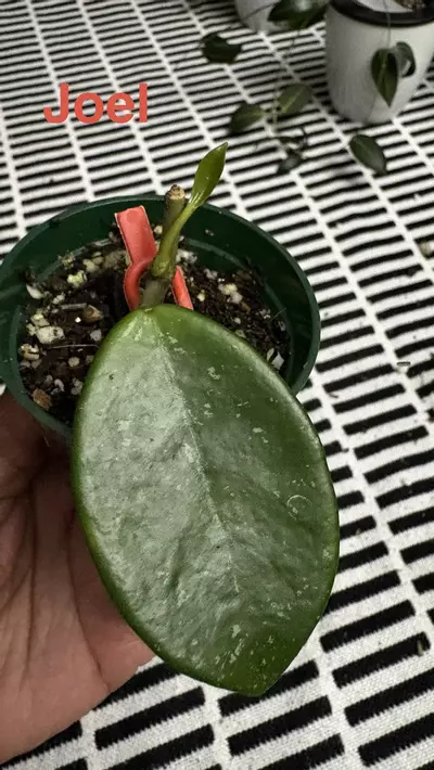 plant/H. Joel-0-thumbnail