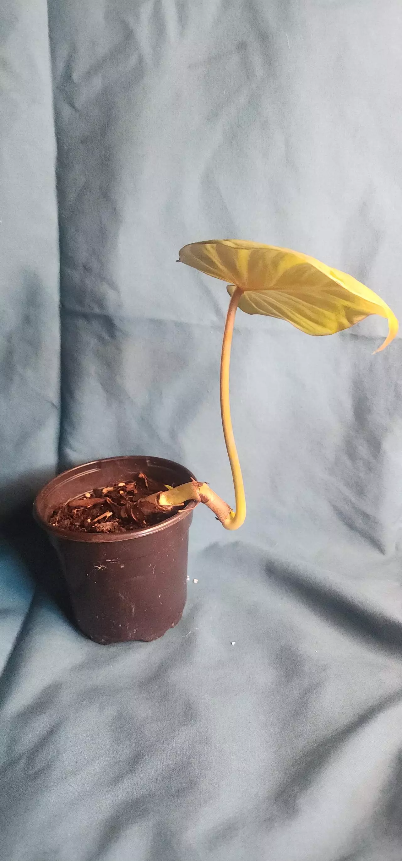 plant/Philodendron Gloriosum-2