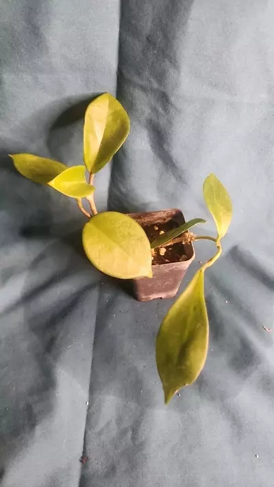 plant/Hoya Carnose-1-thumbnail