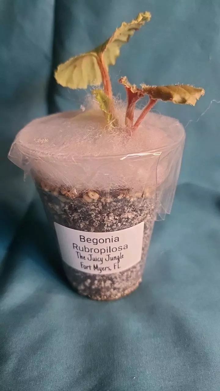 plant/Begonia Rubropilosa-4