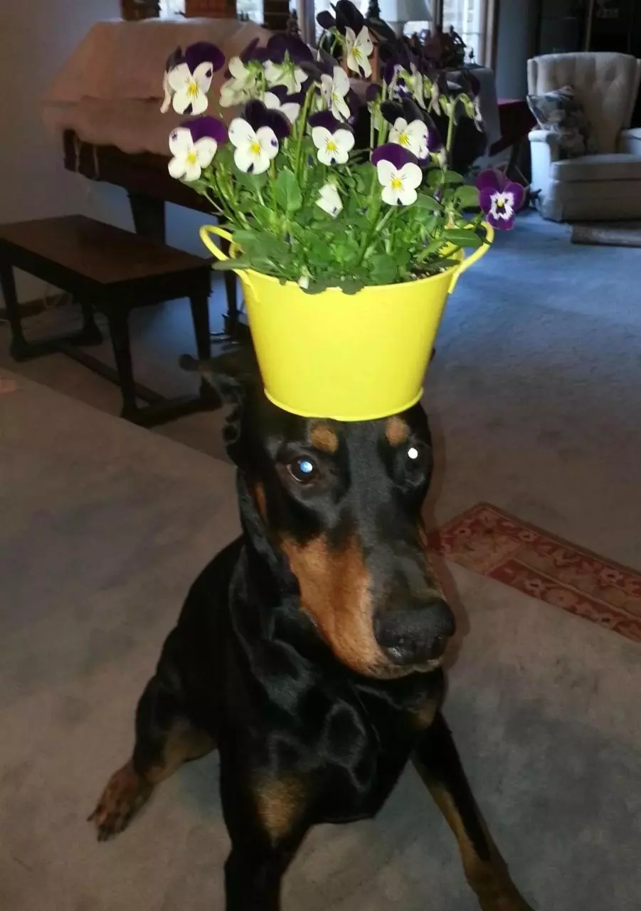 free_shipping/Include pot/soil with my order-0