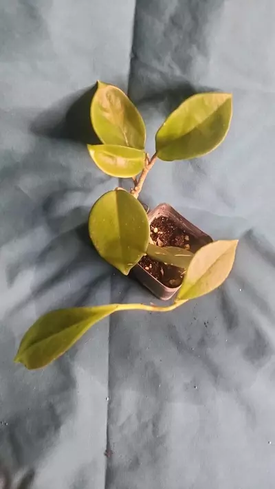 plant/Hoya Carnose-0-thumbnail