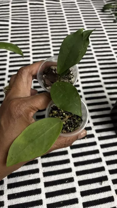 plant/Patricia-0-thumbnail