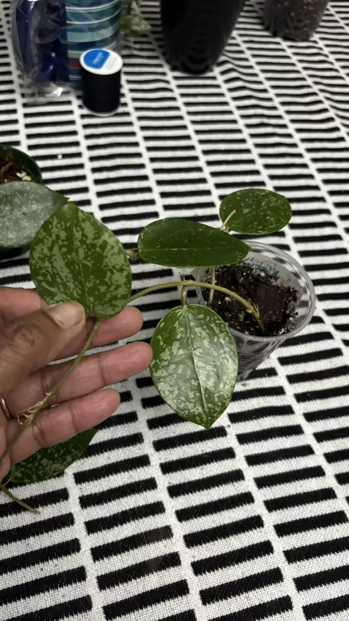 plant/Verticillada Splash-1