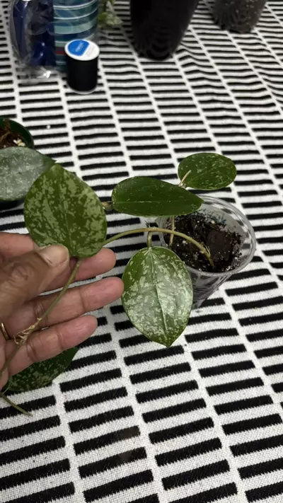 plant/Verticillada Splash-1-thumbnail