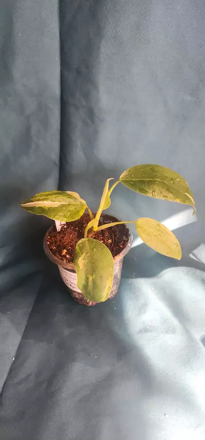 plant/Philodendron White Princess-0-thumbnail