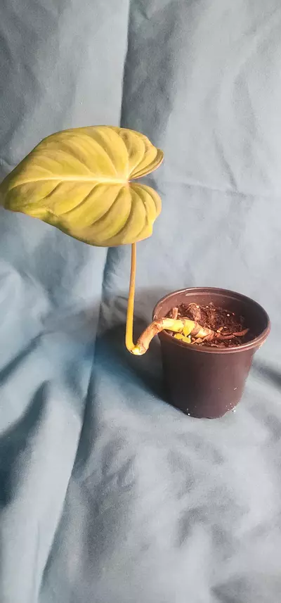 plant/Philodendron Gloriosum-0-thumbnail