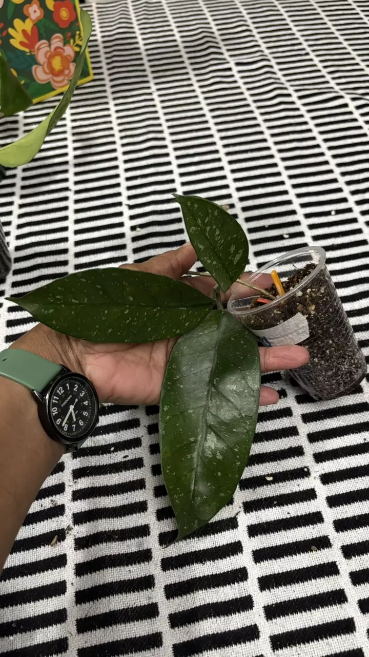 plant/Starry Night-0