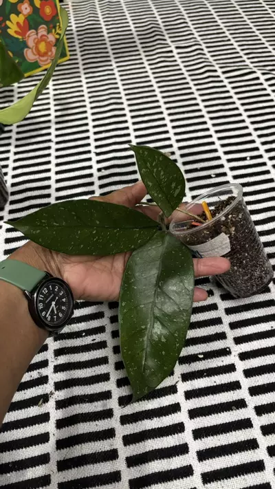 plant/Starry Night-0-thumbnail