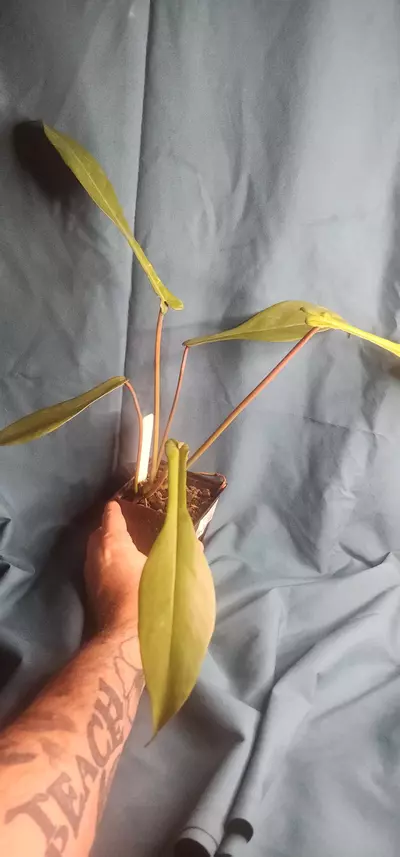 plant/Philodendron Joepii-0-thumbnail