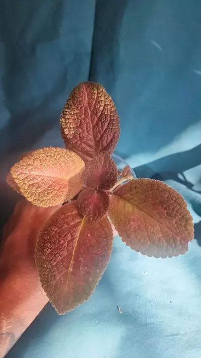 plant/Episcia Cupreata-1-thumbnail