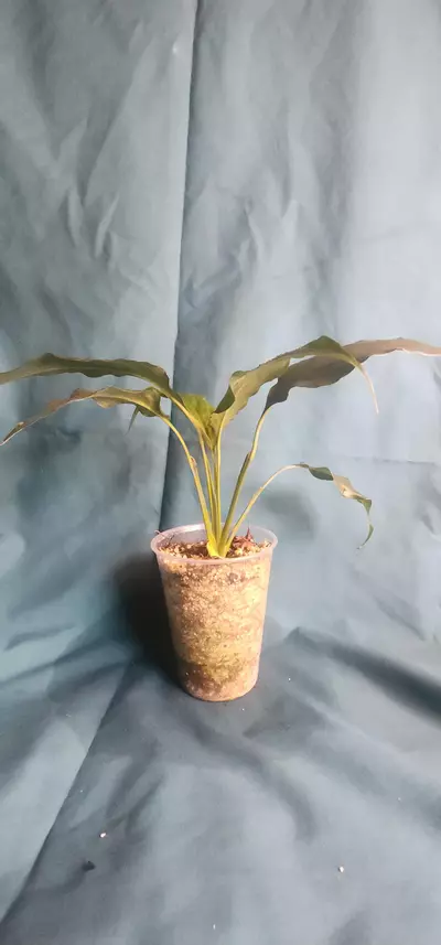 plant/Spathiphyllum sp.-1-thumbnail