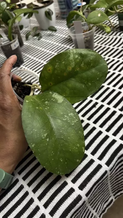 plant/Vitellina jabar-0-thumbnail