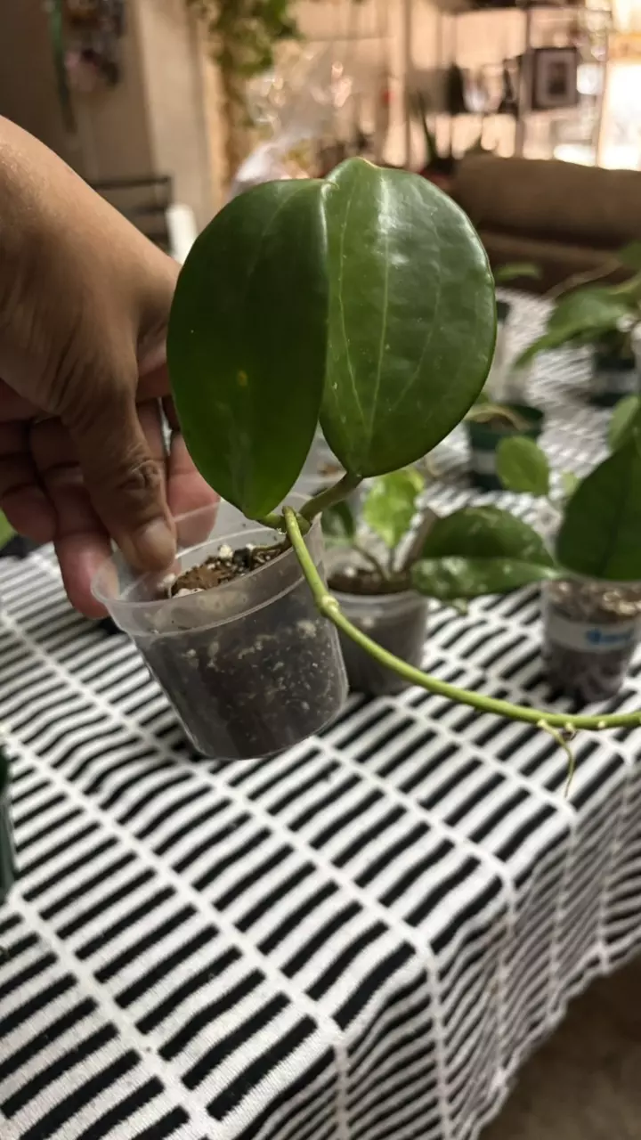 plant/Quinquenervia-1