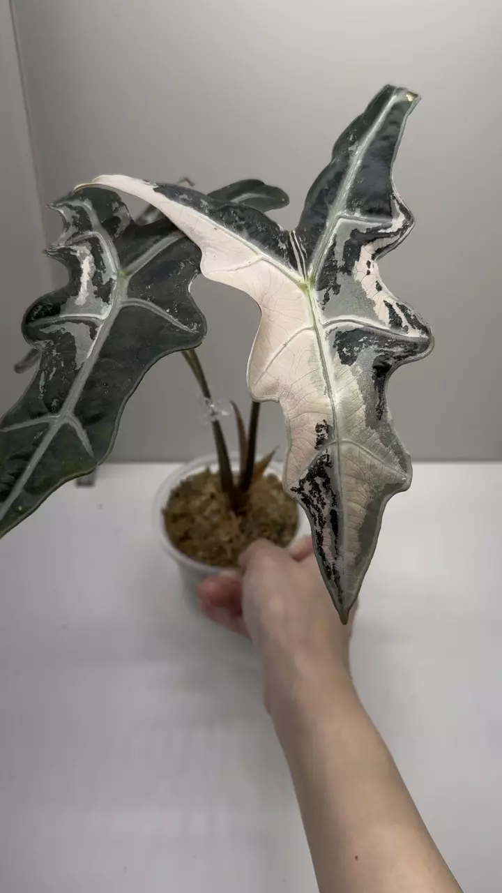 plant/Alocasia Pink Nobilis K Mother Plant-1