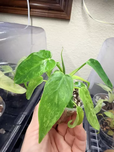 plant/Philidendron minarum ‘lime fiddle’ variegated-5-thumbnail