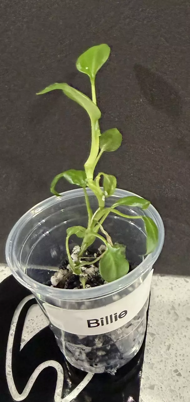 plant/Billie Philo-0