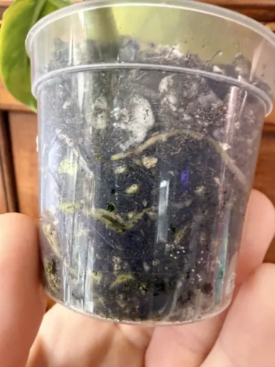 plant/Philodendron domesticum variegated-4-thumbnail