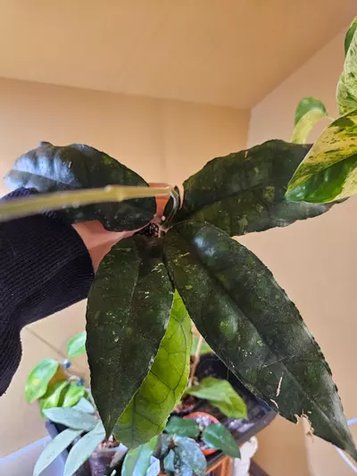 plant/Nong nooch mother plant-2-thumbnail