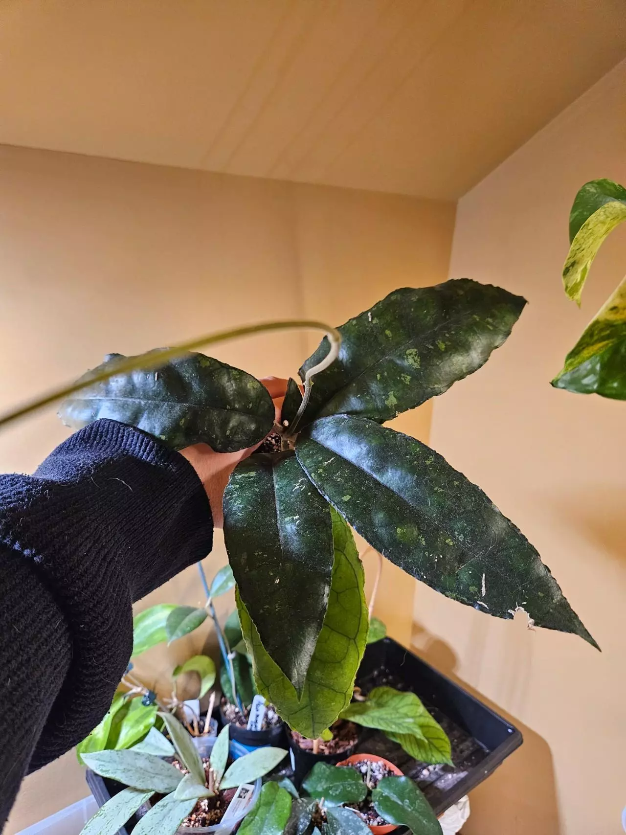 plant/Nong nooch mother plant-0