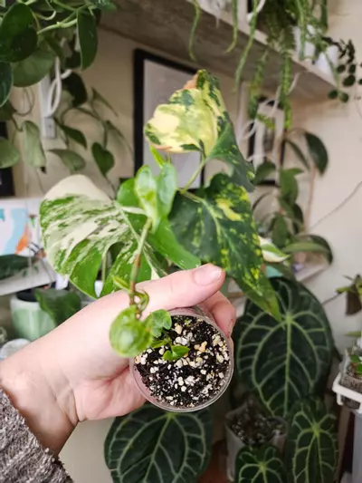 plant/Multiflora aurea ✨️-2-thumbnail