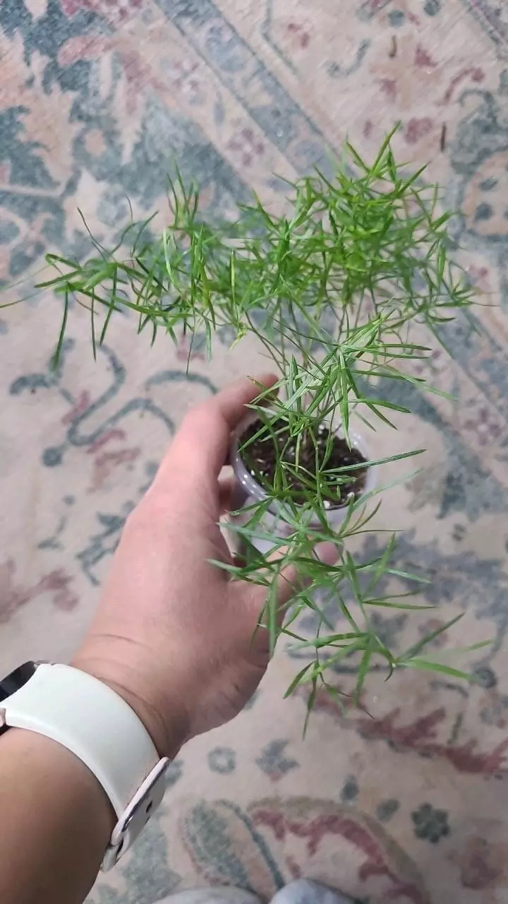 plant/Sprengerii Asparagus Fern 2" 12-115-0
