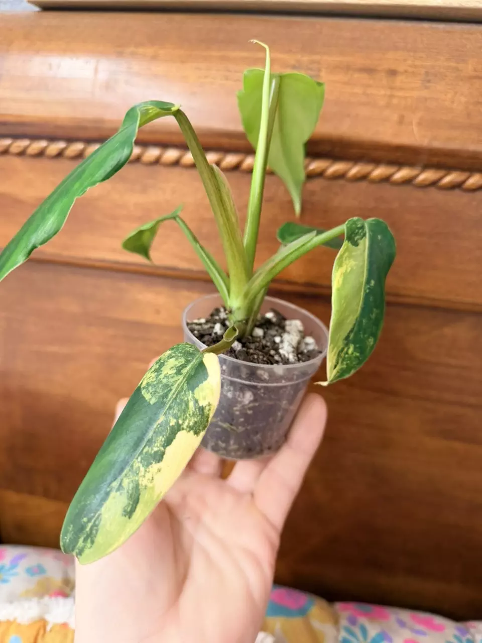 plant/Philodendron domesticum variegated-0