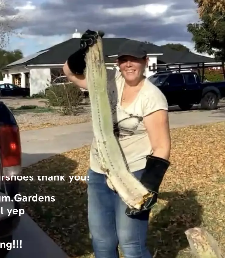 plant/Woolly Rhino Midcut-0