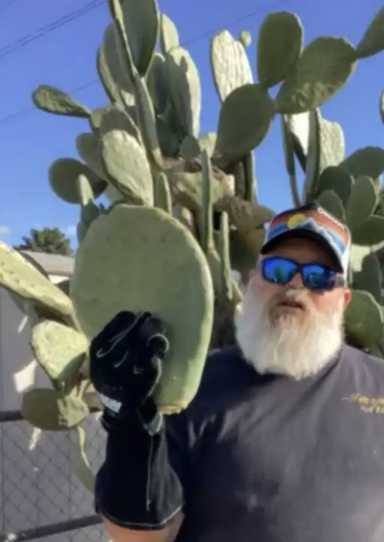 plant/opuntia cutting large GC-0