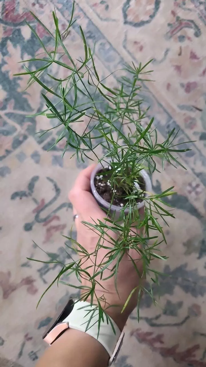 plant/Sprengerii Asparagus Fern 2" 12-116-0