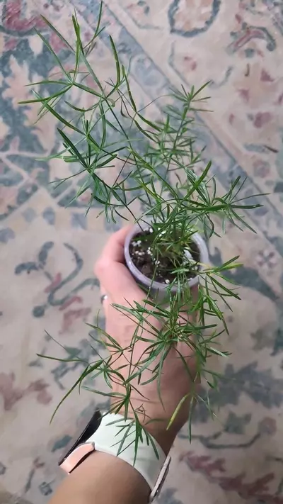 plant/Sprengerii Asparagus Fern 2" 12-116-0-thumbnail