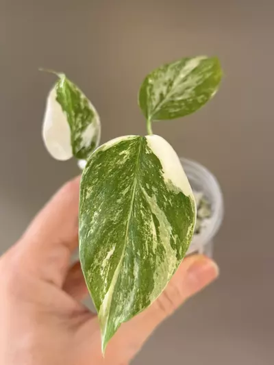 plant/505 Monstera Albo-0-thumbnail