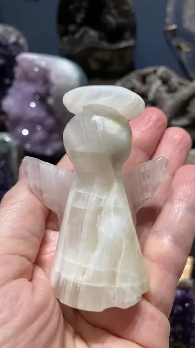 plant/Onyx angel-0-thumbnail