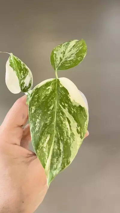 plant/505 Monstera Albo-1-thumbnail