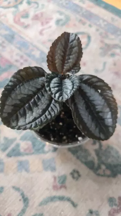 plant/Pan AM Pilea 3.25" 12-118-0-thumbnail