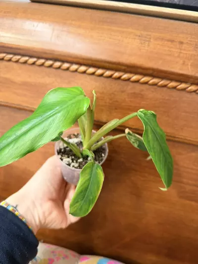 plant/Philodendron domesticum variegated-2-thumbnail