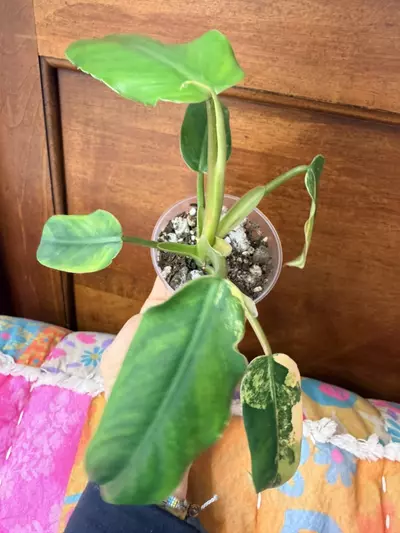 plant/Philodendron domesticum variegated-3-thumbnail