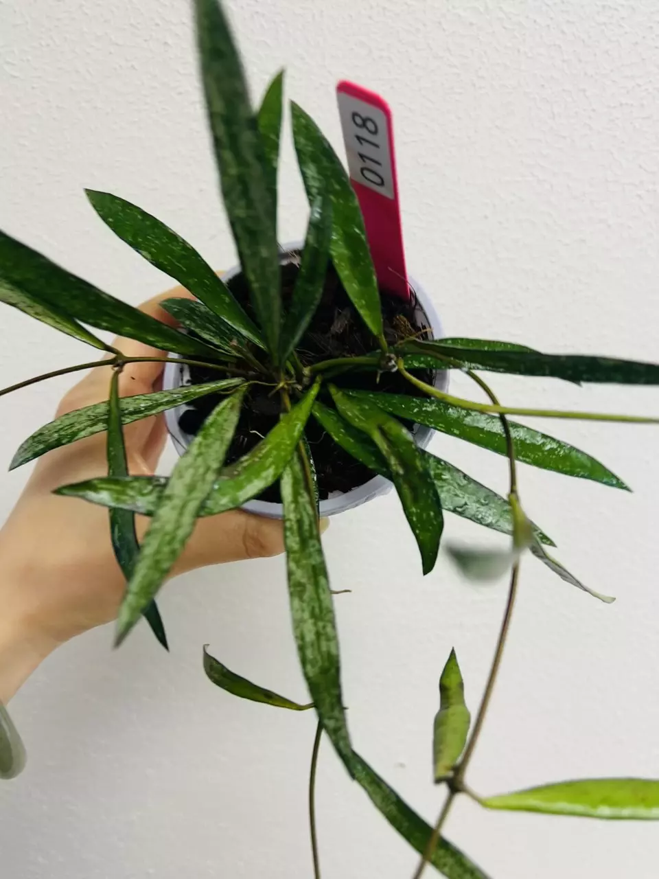 plant/#0118 Hoya Bamboo Splash-1