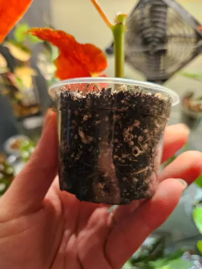 plant/Begonia macculata verigated butt cutt-2-thumbnail