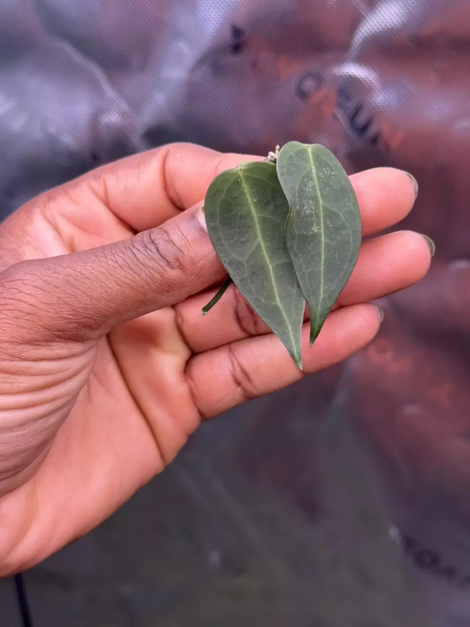 plant/Hoya Carrii (NS13-064)-1