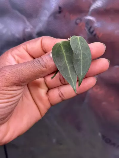 plant/Hoya Carrii (NS13-064)-1-thumbnail