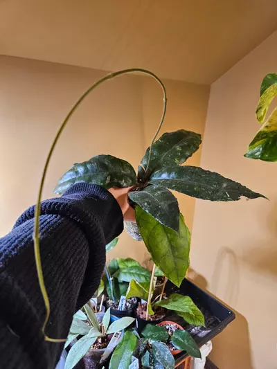 plant/Nong nooch mother plant-1-thumbnail