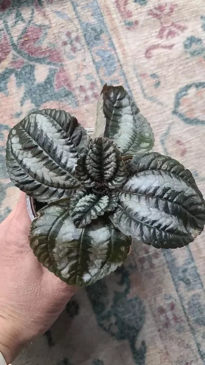plant/Pan AM Pilea 3.25" 12-117-0-thumbnail