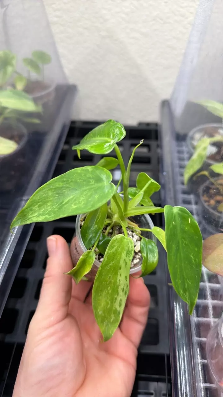 plant/Philidendron minarum ‘lime fiddle’ variegated-0